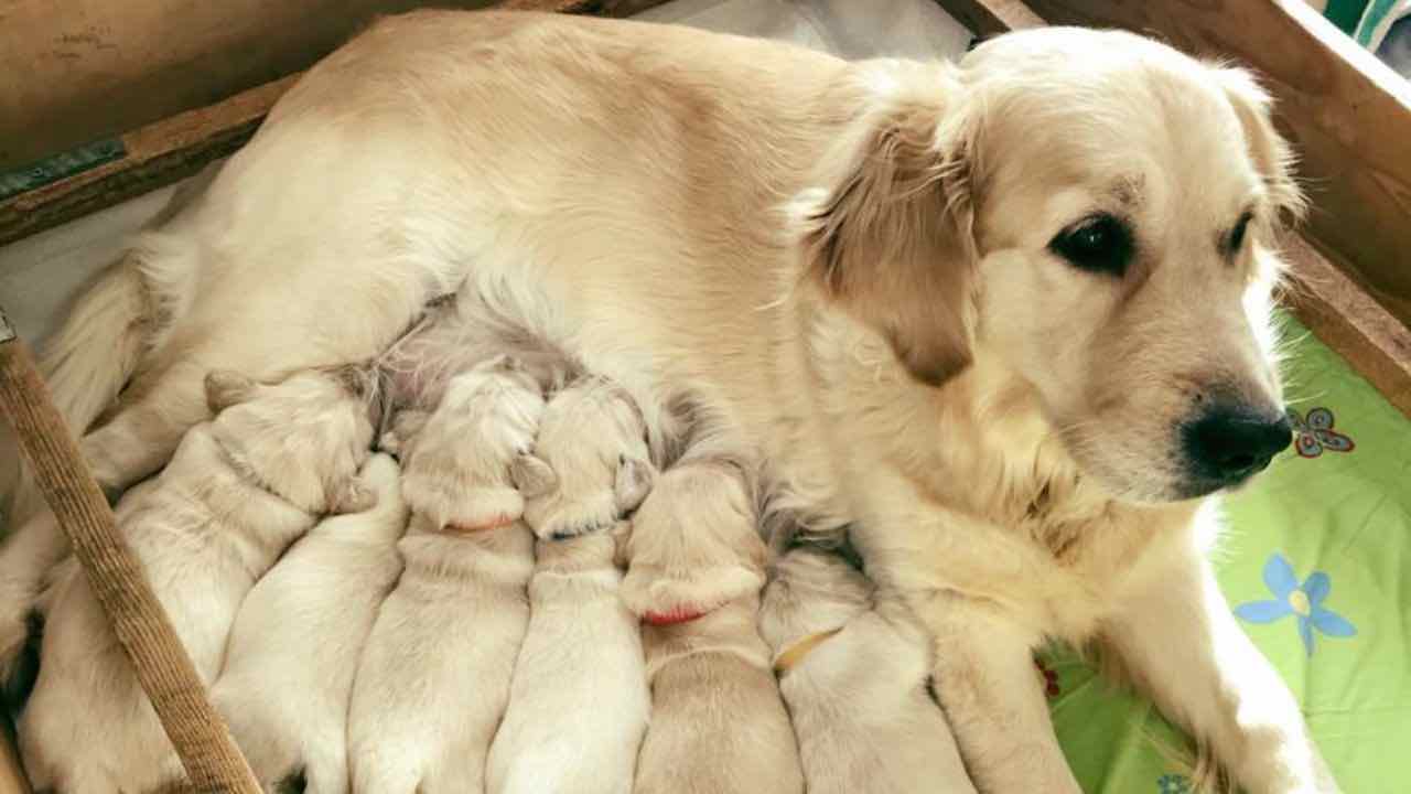 Golden retriver cuccioli