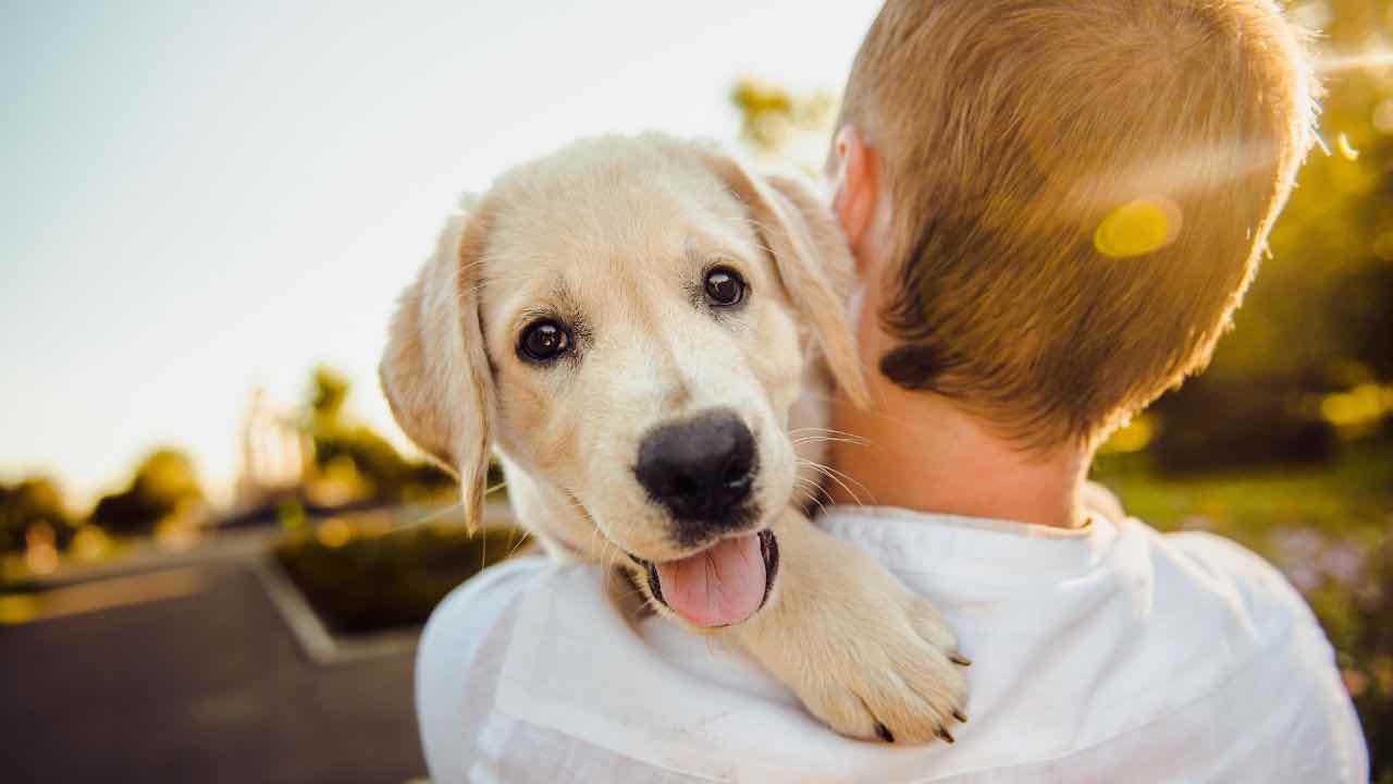 cane-labrador-bambino