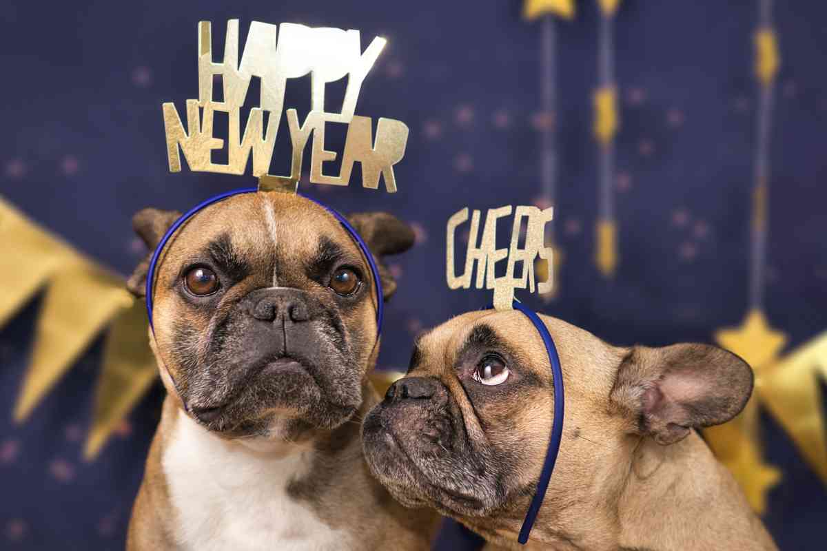 Vademecum proteggi animali Capodanno 