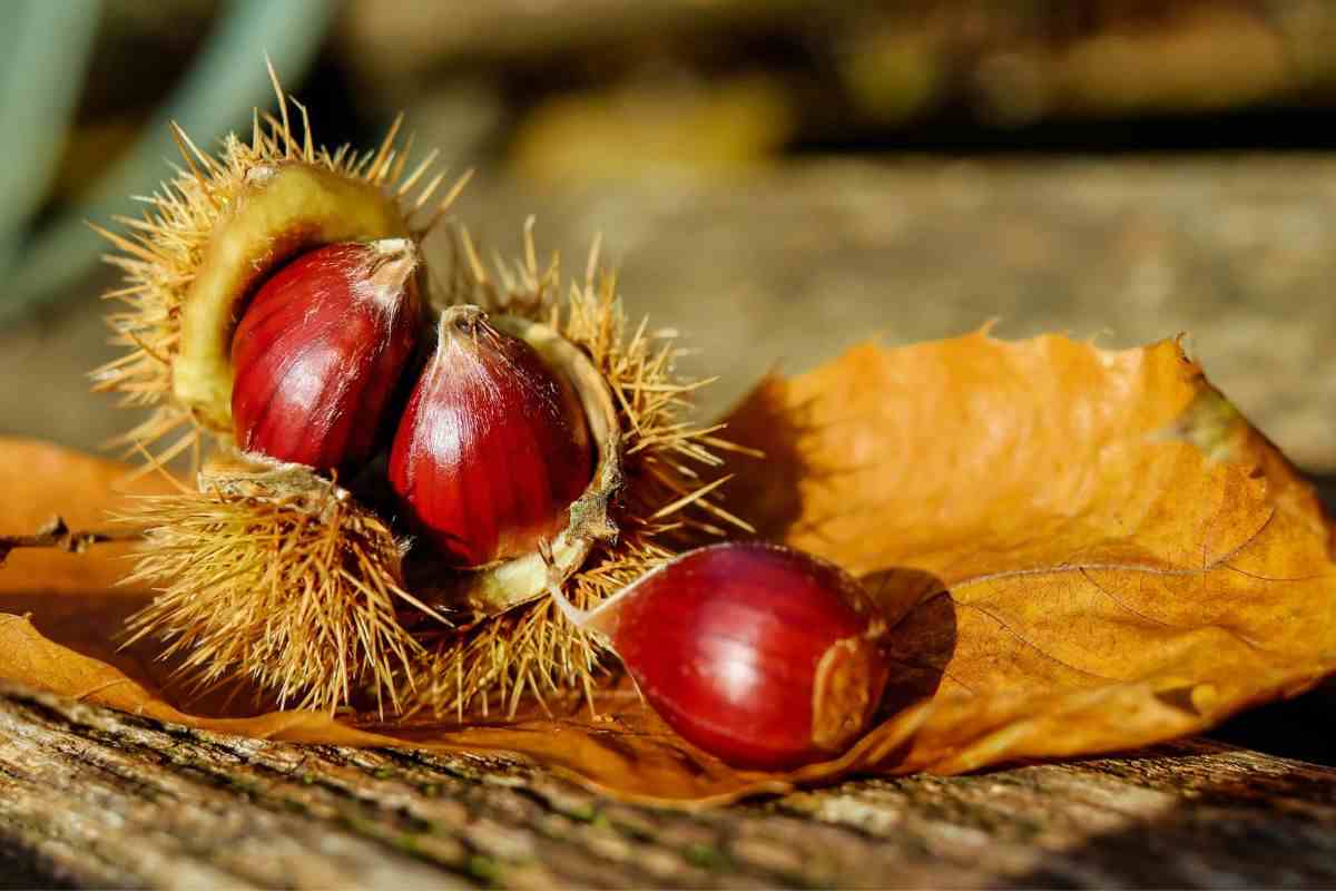 castagne, non buttare le bucce