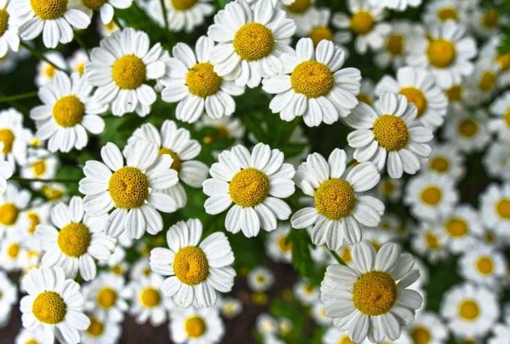 fiori di camomilla per la dermatite atopica