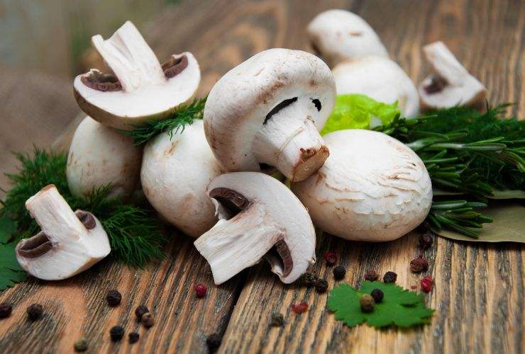 funghi champignon